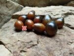 Black Keyes Tomato