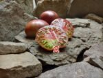 Black Tomato Becker's Blaue Dolgener