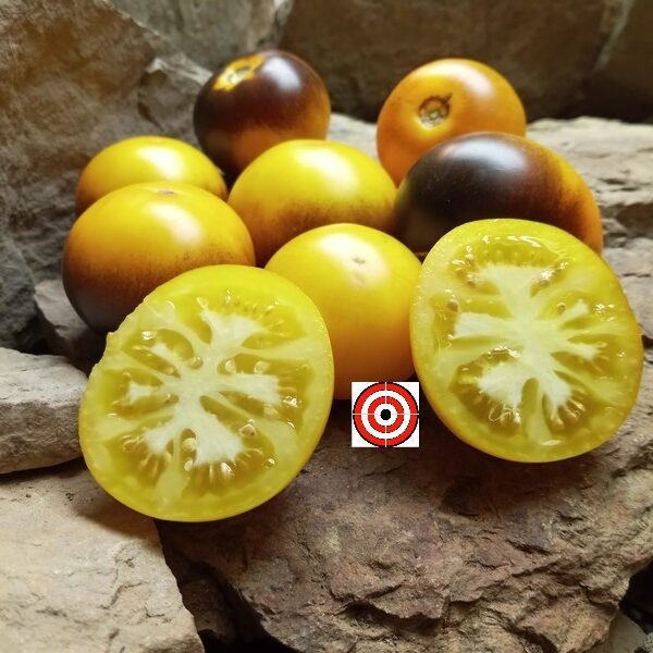 Blue Canary Tomato