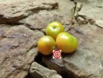 Brad Gates Tomato Amethyst Cream Cherry XL Tomato