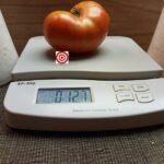 Brandywine OTV Tomato