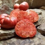 Brandywine Pink Tomato
