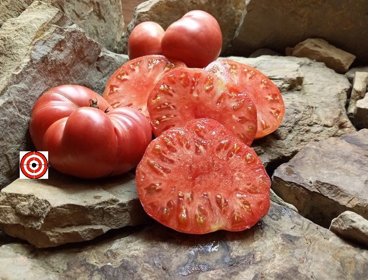 Brandywine Pink Tomato-Heirloom Tomatoes-Bounty Hunter Seeds