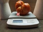 Brutus Magnum Tomato