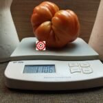 Brutus Magnum Tomato