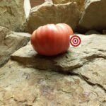 Buffalo Heart Giant Tomato