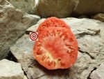 Buffalo Heart Giant Tomato - Image 3
