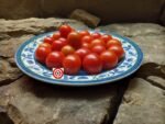 Canary Island Tomato
