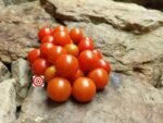 Canary Island Tomato Seeds