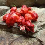 Carolina Reaper Pepper