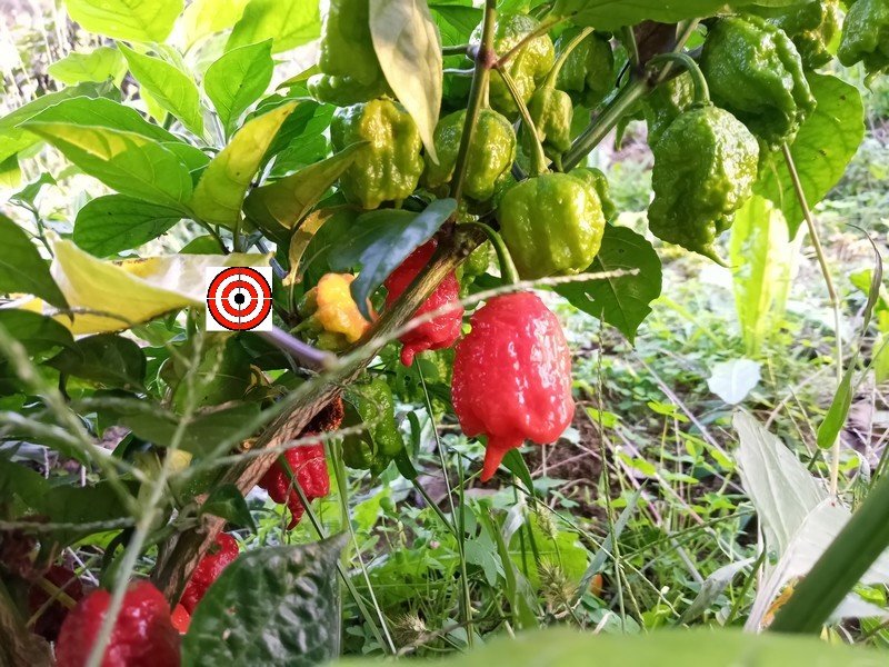 Organic Carolina Reaper Pepper Plant | 9N Farm
