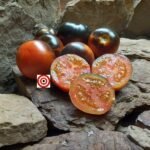 Cascade Village Blue Tomato