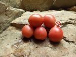 Dwarf Bendigo Blush Tomato Seeds
