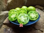 Dwarf Beryl Beauty Tomato