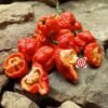 Genghis Khan Pepper