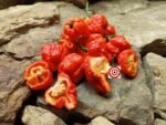 Genghis Khan Pepper