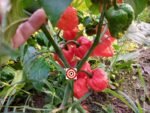 Genghis Khan Pepper - Image 2