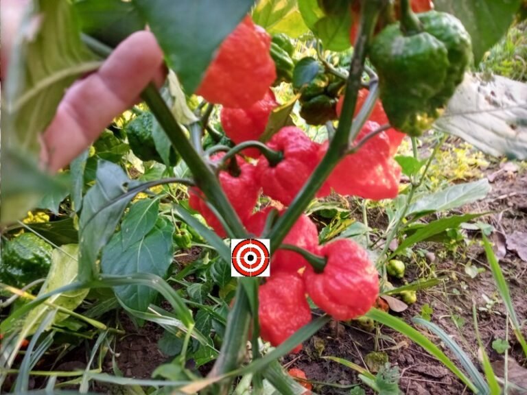 Genghis Khan PepperBounty Hunter SeedsPepper Seeds