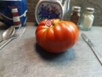 Heirloom Tomato Brutus Magnum Tomato