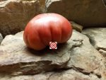Heirloom Tomato Butler Skinner Tomato