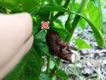 Big Caramel Mamma Pepper - Image 3
