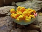 7 Pot Yellow Pepper - Image 4