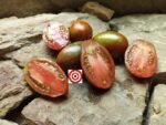 Tomato Boar's Tooth Tomato