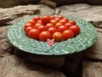 Tomato Canary Island Cherry Tomato