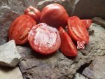 Oxheart Tomato Anna Maria's Heart Tomato