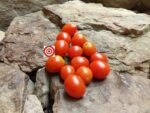 Australian Plum Tomato - Image 4