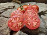 Rare Tomato Brannar 3 Way Tomato