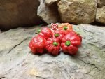 7 Pot Brain Strain Pepper - Image 5
