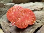 Red Beefsteak Tomato Brandywine OTV Tomato