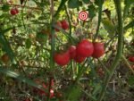 Apple Of Peru Tomato - Image 6