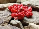 Carolina Reaper Pepper - Image 4