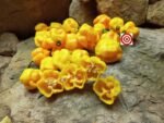7 Pot Yellow Pepper - Image 6