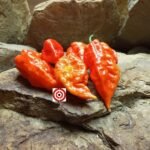 Wartryx Stretch Pepper