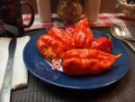Wartryx Stretch Pepper - Image 5