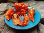 Wartryx Stretch Pepper - Image 3