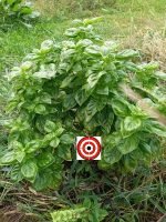 Genovese Basil - Image 3