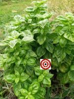 Genovese Basil - Image 2