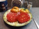 Bill Jeffers Tomato Cherokee Tiger Large Tomato