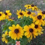 Black-Eyed Susan Flowers