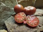 Black Tomato PPP x PPC Tomato