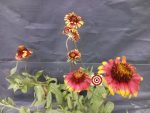 Gaillardia Blanket Flower - Image 5