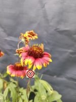 Gaillardia Blanket Flower - Image 4