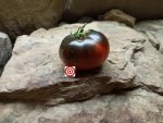 Brad gates Cosmos Tomato