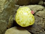 Casey's Pure Yellow Tomato