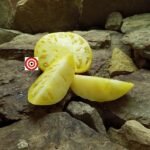 Casey's Pure Yellow Tomato Seeds