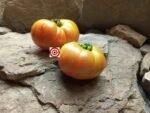 Cherokee Tiger Large Tomato